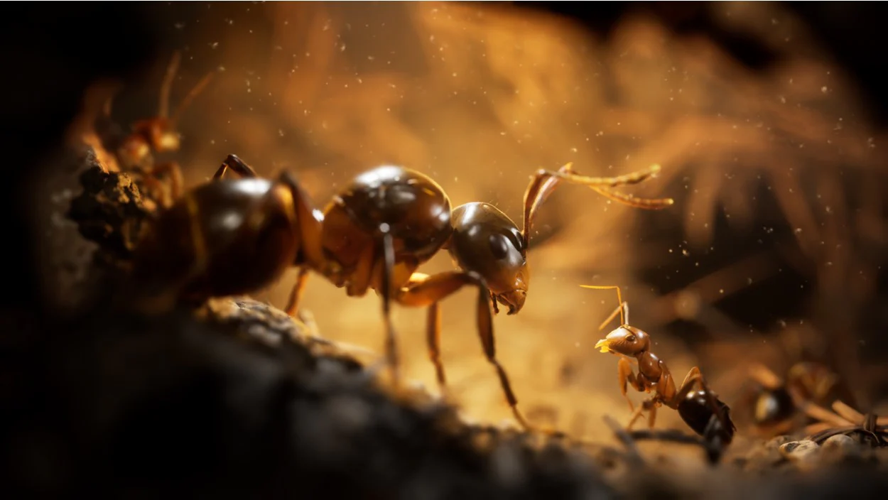 Empire of the Ants - Playstation 5 - Image 2